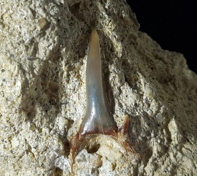 cf. Araloselachus cuspidatus (AGASSIZ 1843) - Bild © FossNet FossilienStore